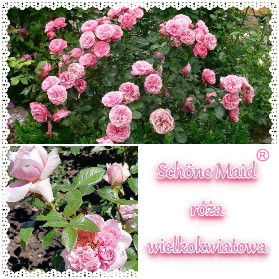 Schone Maid róża wielkokwiatowa kol